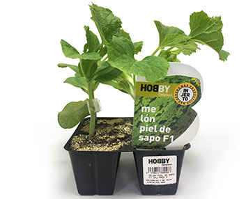 Melón piel de sapo en plantel injertado 